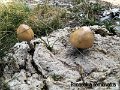 Panaeolus semiovatus-amf1379-1